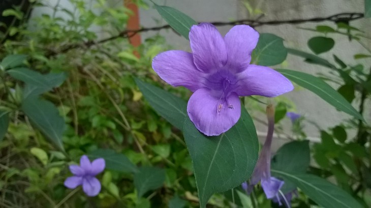 Purple flower in backyard.jpg
